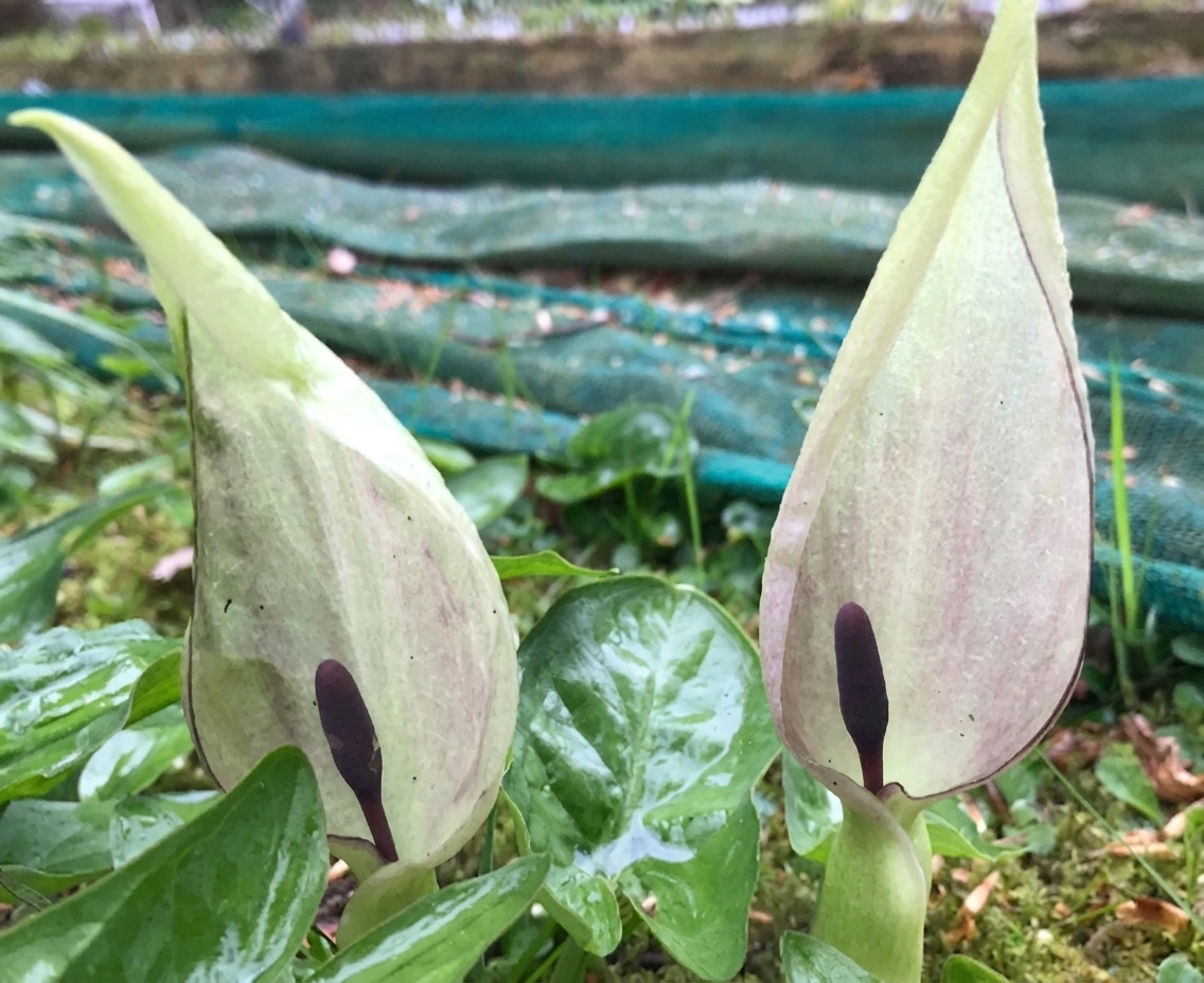 Arum maculatum 